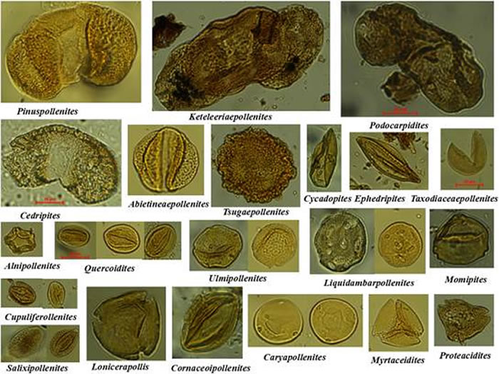 华南地区中始新世主要孢粉类型