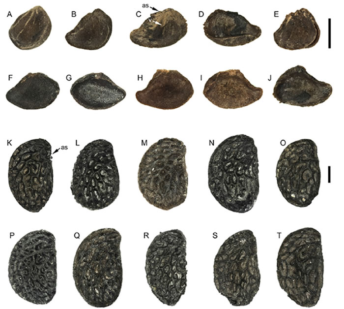 ��ݮ����A-J��������������K-T����ʯ