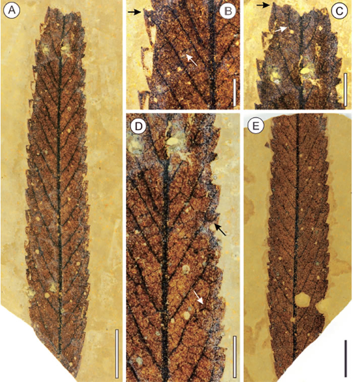 ������ҶƬ��ʯ