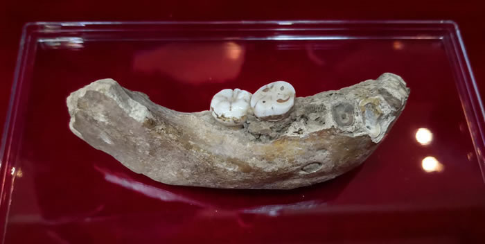 夏河丹尼索瓦人化石发现地为青藏高原已知