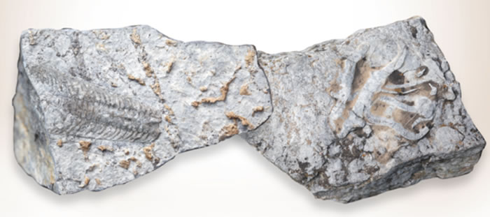 ɽ��ʡ�Ͳ����������ʹ���ɽ�Ϸ������໯ʯ