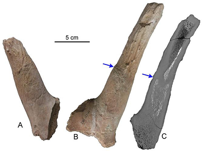 �����ɽ��������ַ�·��ֵĲ�����֦��¹����¹�ǣ�ͬ���Ĺ�ͼ��