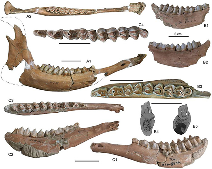 �����ɽ��������ַ�·��ֵĲ�����֦��¹���ǣ�ͬ���Ĺ�ͼ��