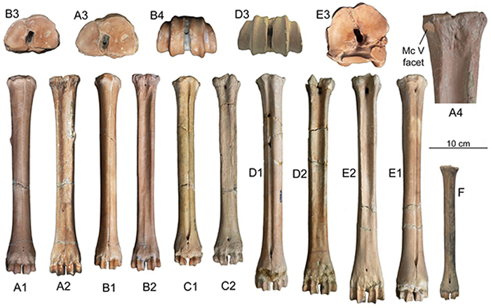 �����ɽ��������ַ�·��ֵĲ�����֦��¹�ơ�ە�ǻ�ʯ����÷��¹ە��(F)�ıȽϣ�ͬ���Ĺ�ͼ��