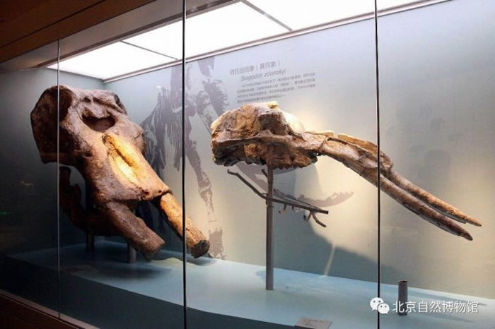 ����չƷ���ƺ���