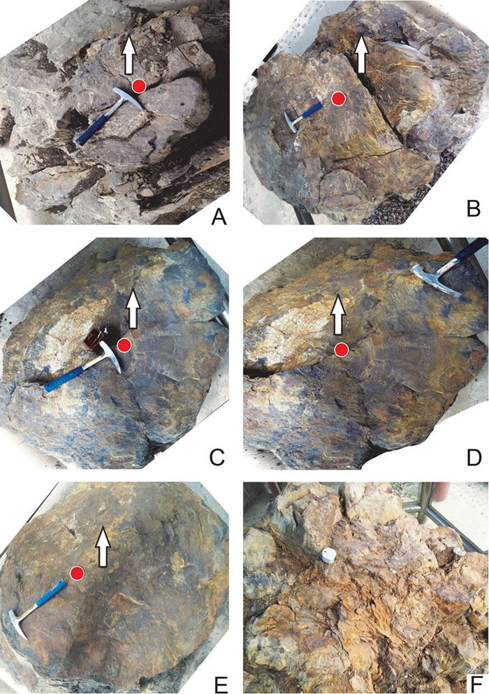 晚侏罗世土城子组原位直立木化石树桩生长轮及向阳性特征