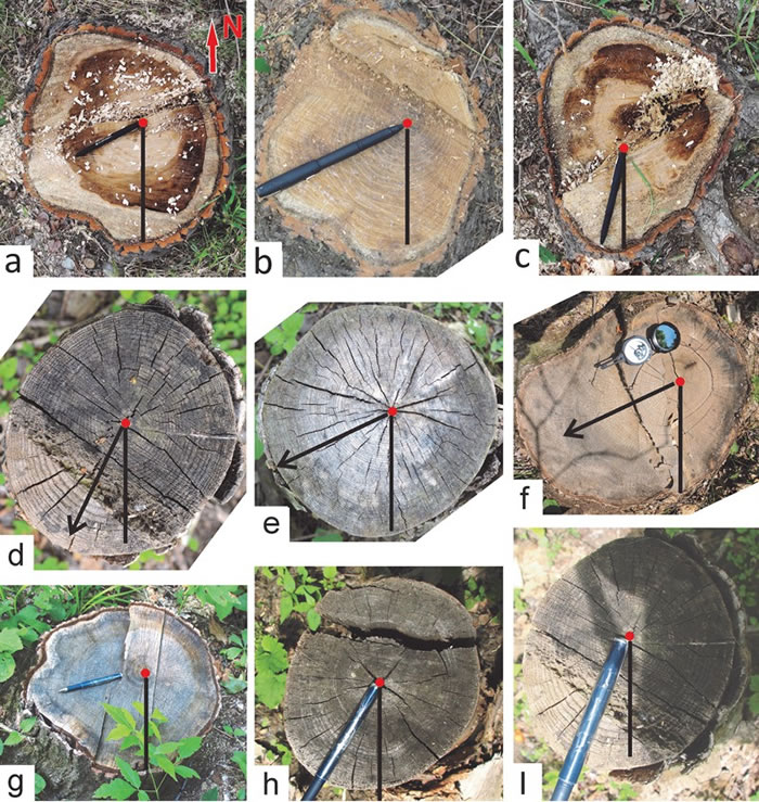 现生树木生长轮向阳性特征野外测量