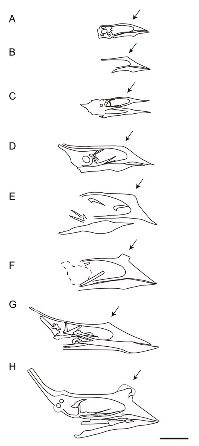 ĿǰĶйͷǱȽϡA й= й)B йͱ걾C ԴйSinopterus lingyua