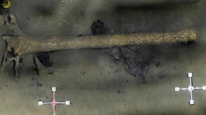 “失落的世界”:立陶宛境内波罗的海海底发现有1万年前沉没森林(Source: the National Maritime Museum)