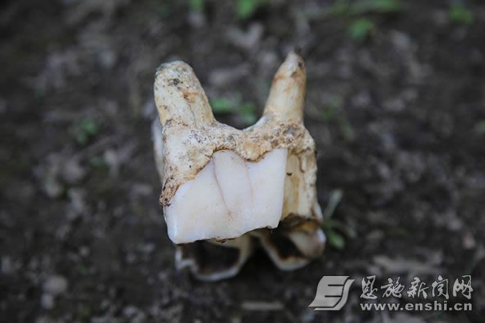利川市团堡镇发现百万年前的史前巨兽——中国犀牙齿化石