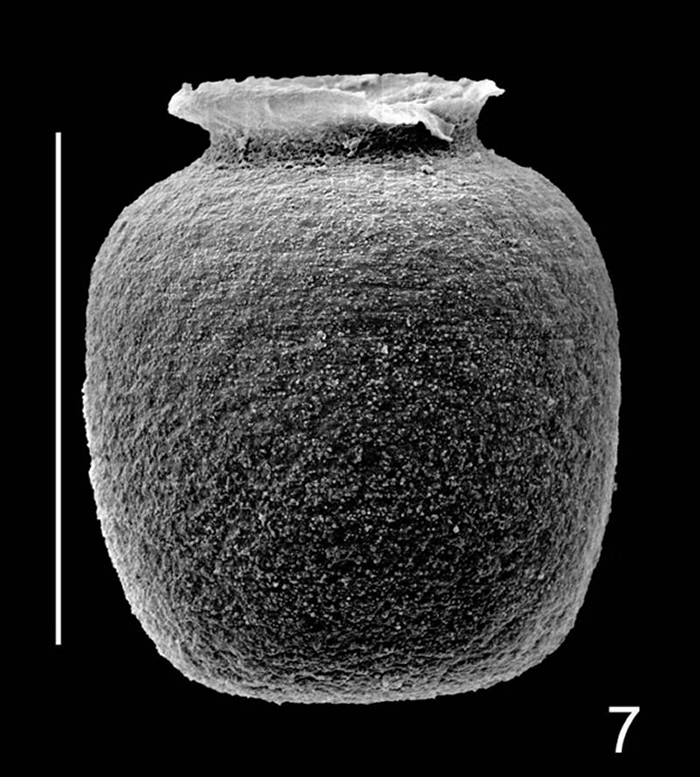 ����������Ϊ����ƿ״����״��ԲͲ״��������������⻬�ġ�Ư��ƿ����