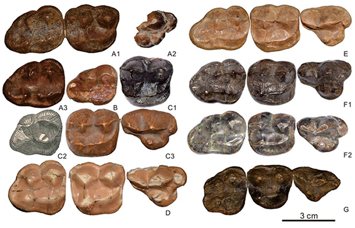 ӡ���������ݶԱ�ͼ��������� ��ͼ��