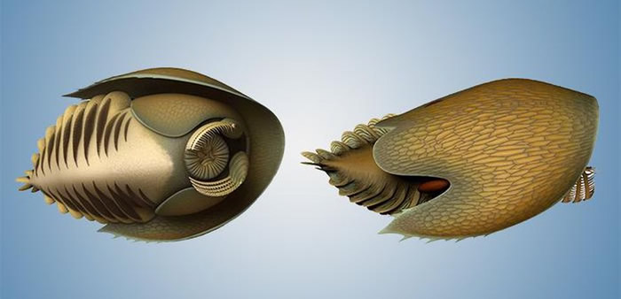 ���ô����ɽ�������ֻ�ʯ�ԡ������ս��ǧ��������������Cambroraster falcatus