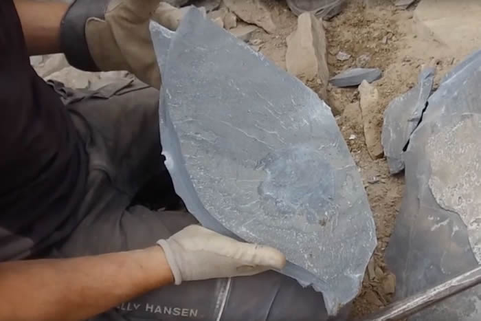 ���ô����ɽ�������ֻ�ʯ�ԡ������ս��ǧ��������������Cambroraster falcatus