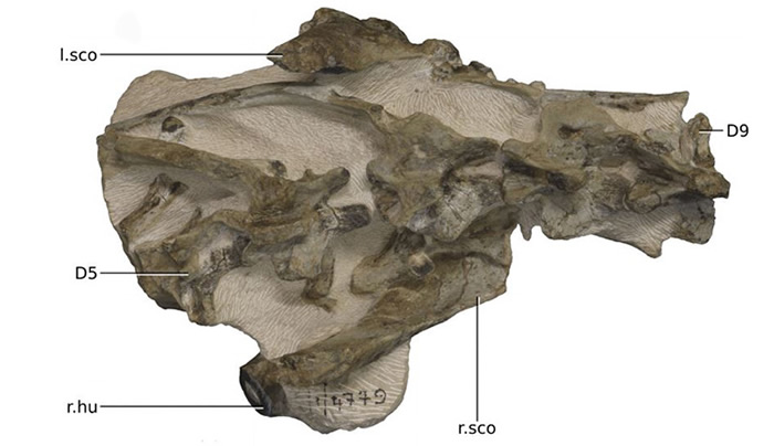 �Ϸǲ���ݻ�ʯ������Ϊ��׵��30�� �����о�ȷ��Ϊ��Ʒ�ֿ�����Ngwevu intloko��