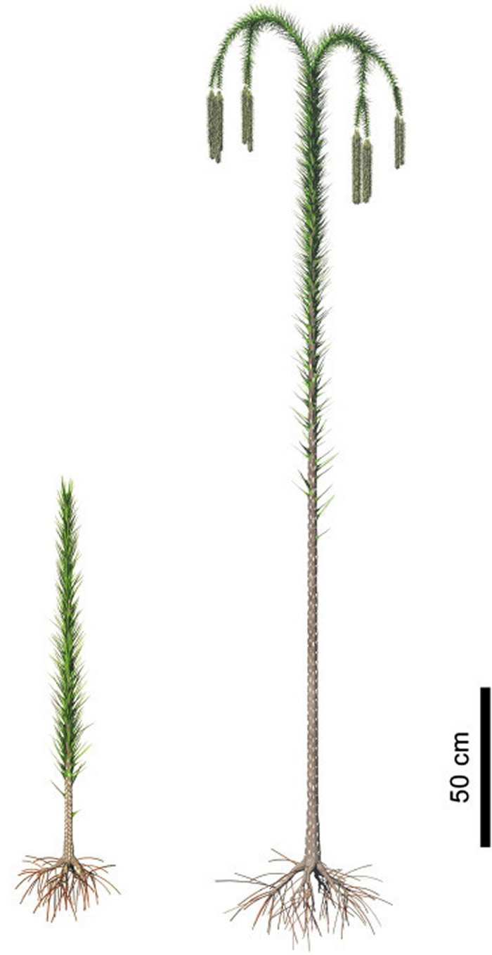 ����ʡ�º��򸽽�����������������ɭ��