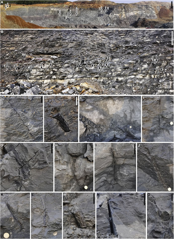 ����ʡ�º��򸽽�����������������ɭ��