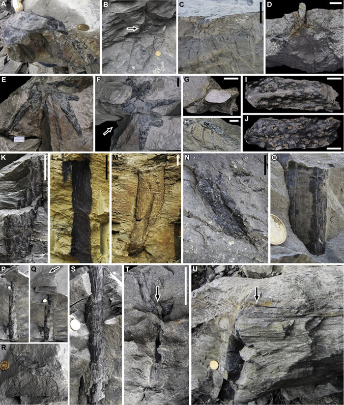 ����ʡ�º��򸽽�����������������ɭ��