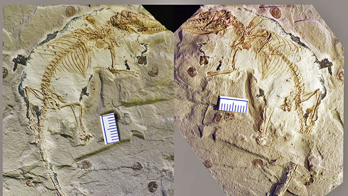 古生物学家发现迄今最早有完整舌骨原始哺乳动物化石背后：野外“寻石”帐篷外有狼叫