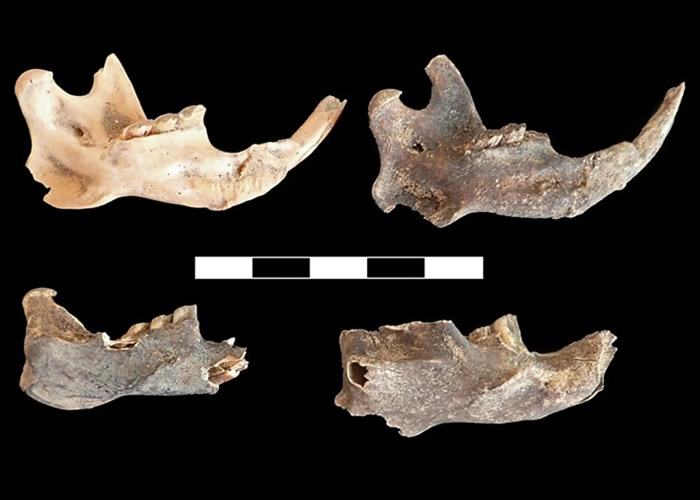 �ȶ�ɽ�ľ����Źǡ�