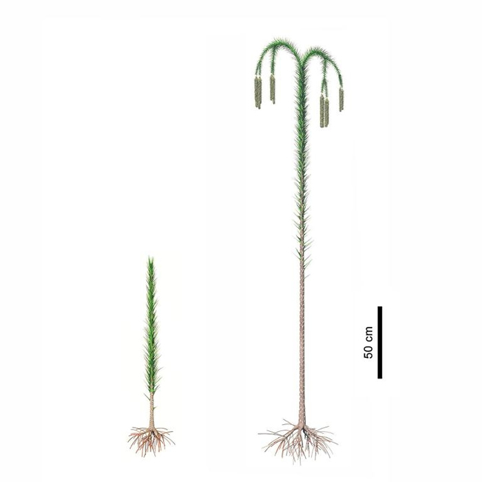 �º����ֵĹŴ�ɭ�ֵ���ɫ�������е��������������һ����ֱ���ϳ�������׺����խҶƬ�� һ�����죬�����ͻ���ѳɴ����´�֦�������ڣ�ÿһ֦��������װ�����ӵ�Բ׶��