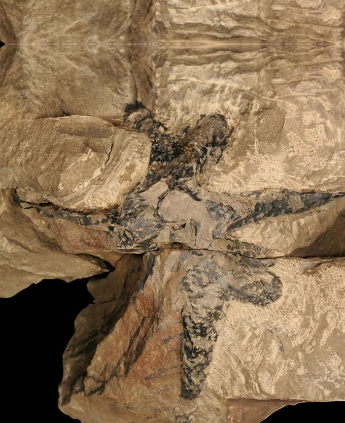 ��Ƭ�еĻ�ʯ�ɿ����º����ֲ��ĸ��������ĸ�ϵ�ڵ�ʱ�൱�Ƚ��� ���ָ��������汾�ø��ߴ��ʯ̿����ľ�ܹ��ڶ�����Ļ���������׳�� PHOTOGRAPH BY DE