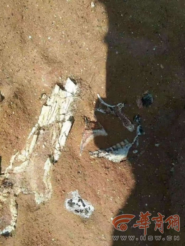 �������﷢��Ϭţ���ǵȹ����ﻯʯ