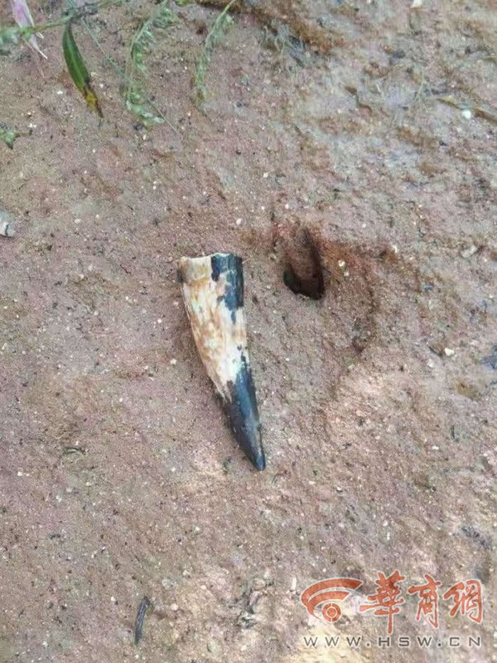 �������﷢��Ϭţ���ǵȹ����ﻯʯ