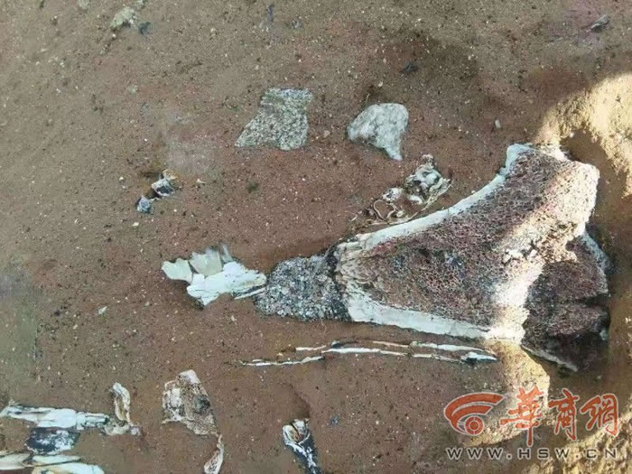 �������﷢��Ϭţ���ǵȹ����ﻯʯ