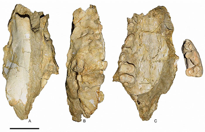 Ҷ�ϸ��ȮGobicyon yei sp. nov.��������� ��ͼ��