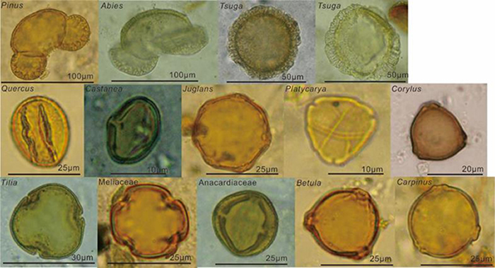 ͼ1 ������������ȫ�����������з��ֵ�Զ���봫���������ͣ�������Pinus������ɼ����Abies������ɼ����Tsuga����������Quercus����������Cast