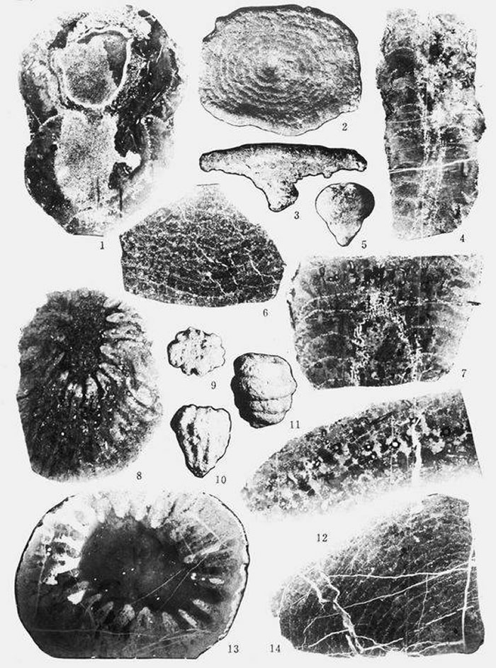 �Ĵ���ʯ��Դ����ḻ �������Դ�����ﻯʯ��׷�ݵ�ʮ������ǰ