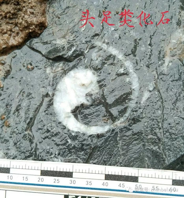 �������������ִ��������ﻯʯ