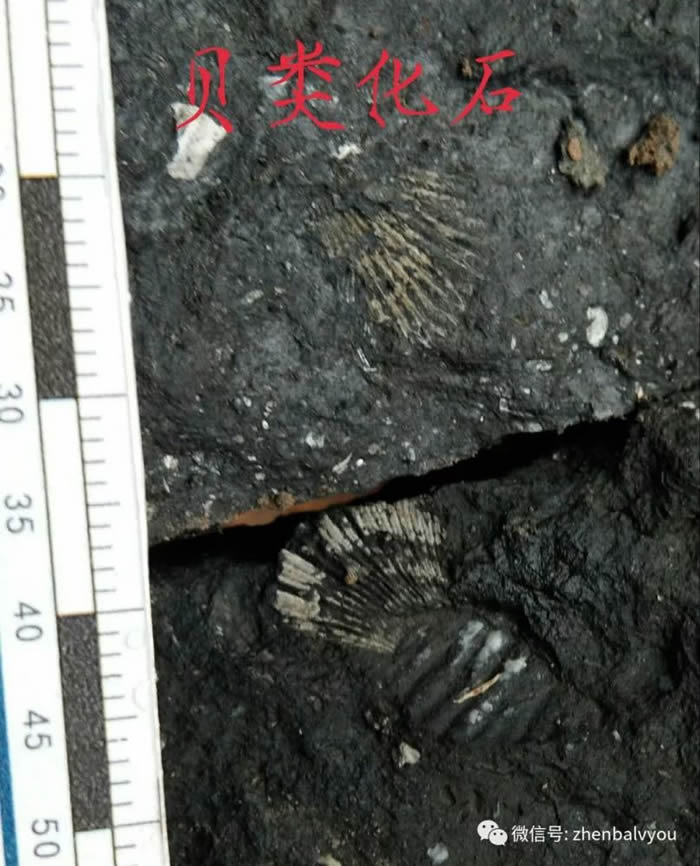 �������������ִ��������ﻯʯ