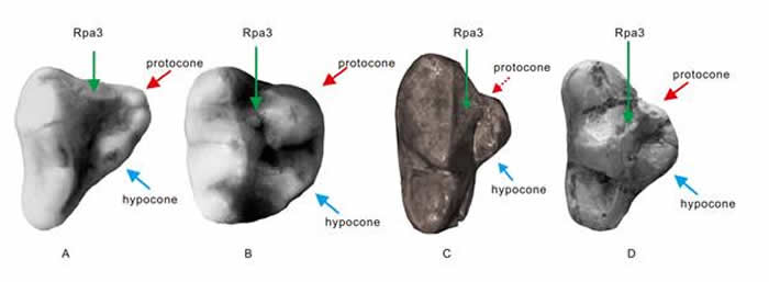 ����ʳ��Ŀ��ԱP4�ݼ�ṹʾ��ͼ��A��ⵣ�B��ܣ�C���Ϸ��ܣ�DԪıʼ��è��