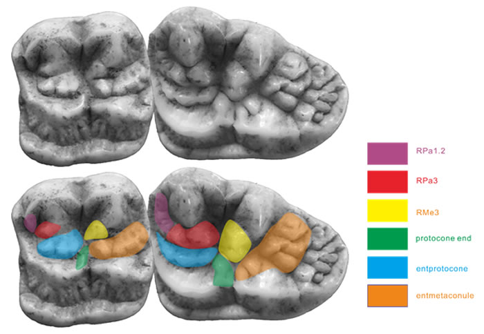 ����è���ݳ���ͬԴ�ṹʾ��ͼ��