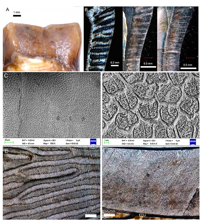 ��������(Irenolophus)�¾ʳ�������΢�ṹ��