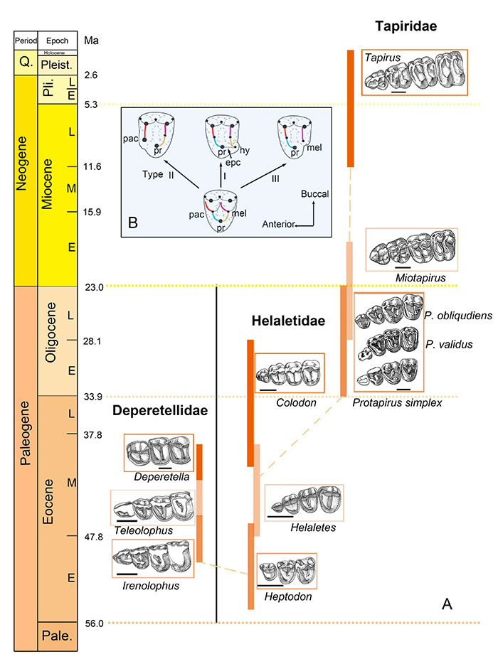 ��������Ҫ��Ⱥǰ�ʳ��𽥾ʳݻ����ݻ����̣��Լ�������ǰ�ʳݾʳݻ�������ģʽ
