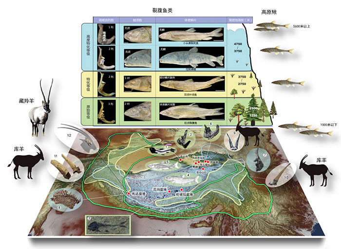 ����Ͳ��鶯��������ֱ�����Դ��ģʽ��Local origination of endemism of fishes and mammals in the T