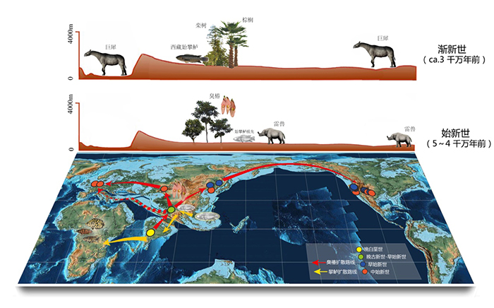 ��;�����ص������޼���ɢ��ģʽ, �Գ���������Ϊ����Intercontinental dispersals via Tibet, taking Ailanthu