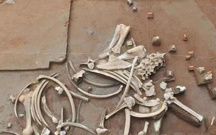 考古地层出土的基本完整的披毛犀骨架化石
