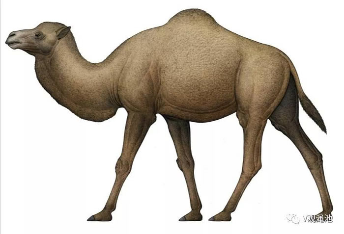 渑池仰韶村古骆驼复原图