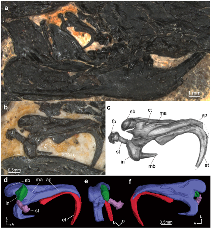 �Ⱥӿ��޵�����ж���̬ �������� ��ͼ��