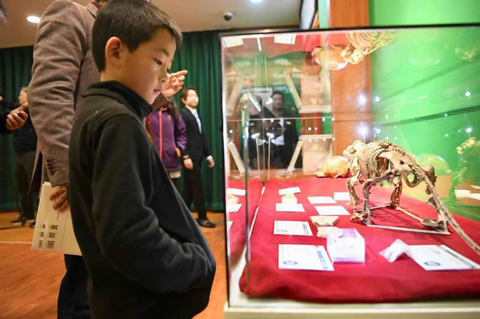 �й��Ŷ���ݿ�����չ��90�������չ�� ����Գ��ͷ�ǹǻ�ʯģ���ذ�չ��