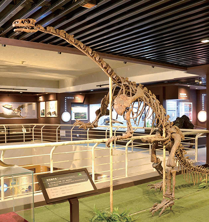 中国古动物馆举办“90周年纪念展(1929—2019)”