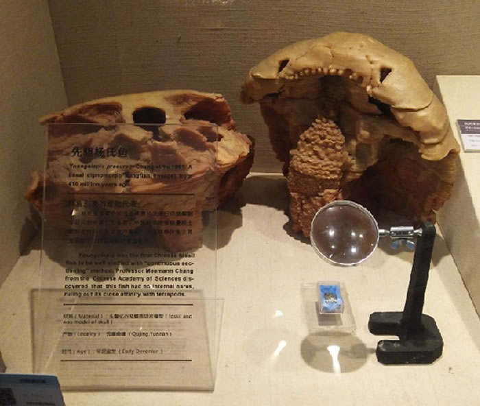 中国古动物馆举办“90周年纪念展(1929—2019)”