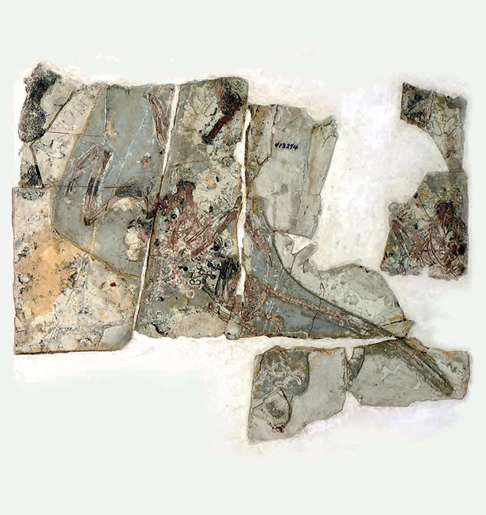 中国古动物馆举办“90周年纪念展(1929—2019)”