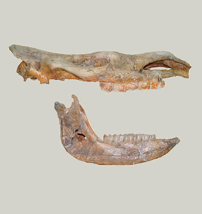 中国古动物馆举办“90周年纪念展(1929—2019)”