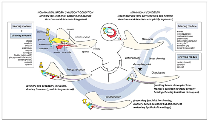 ���鶯����ࣩ�����;׽���̬����ģ��ʽ�ݻ�����ʾ��ͼ ��ë��԰ ��ͼ��