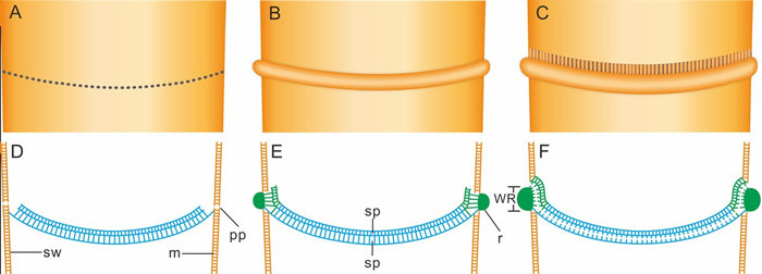 �Ͽǹ��̸�ԭ